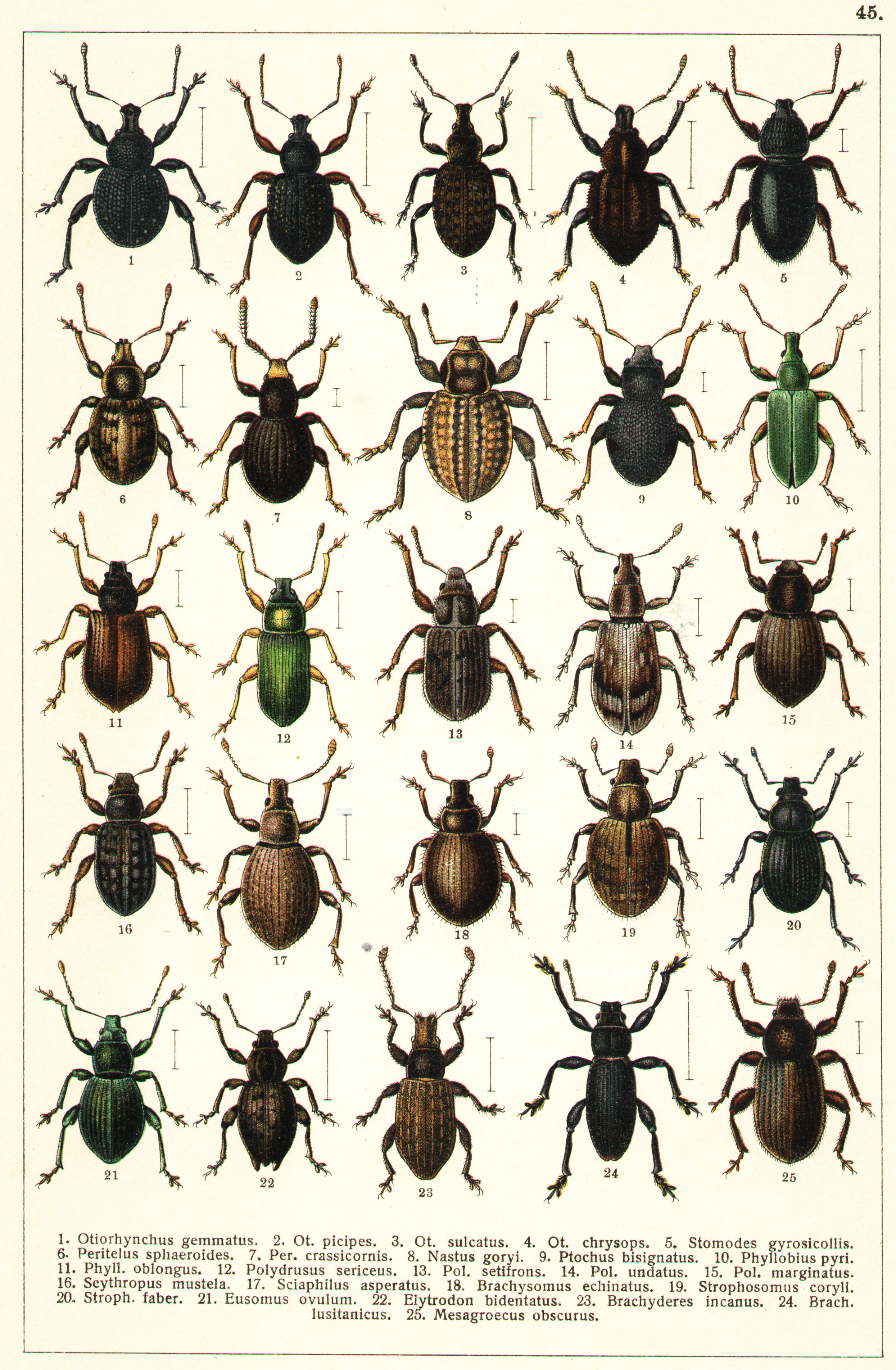 Les coléoptères - Planche de Gueorgui Jacobson n° 45
