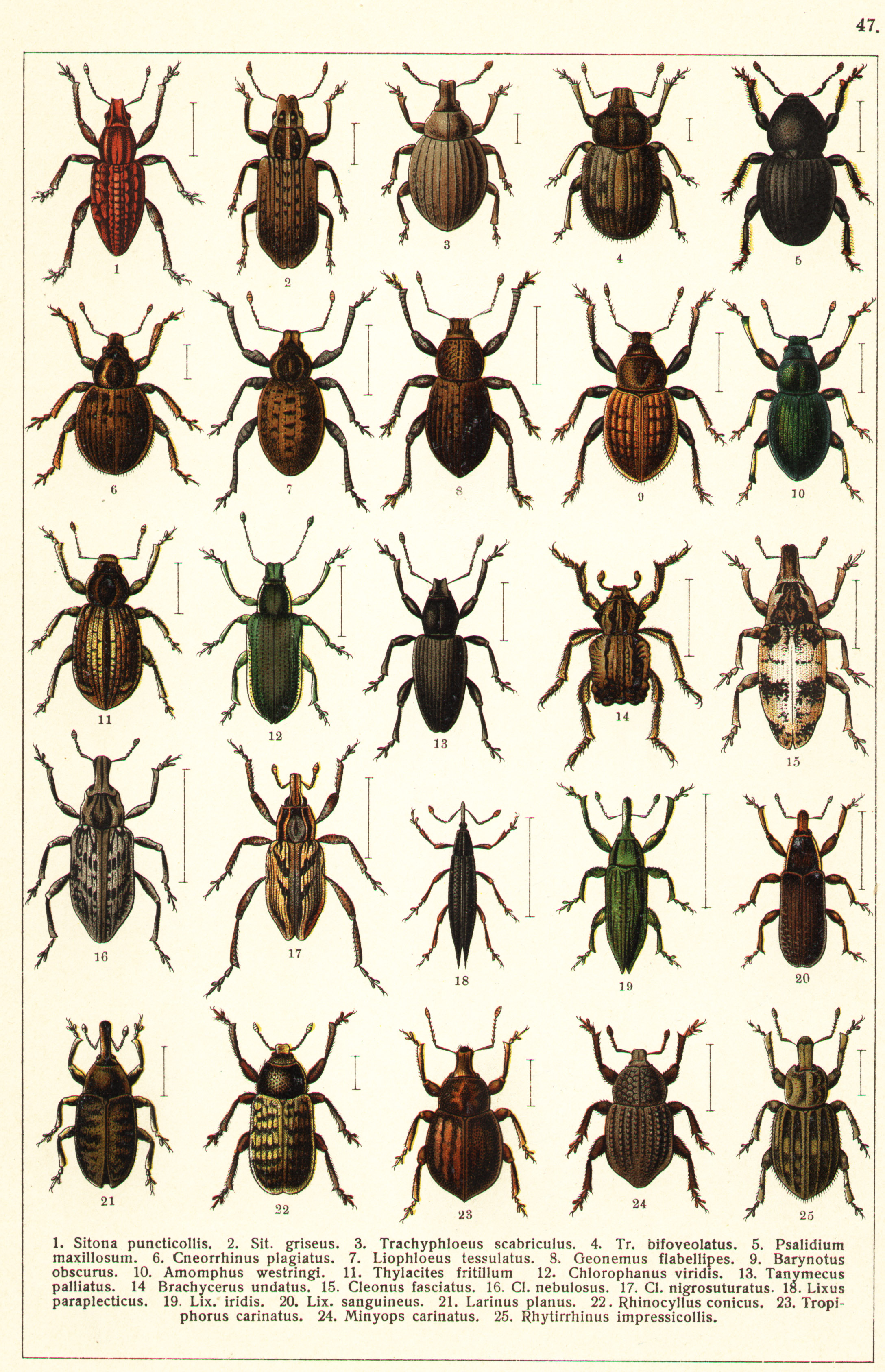 Les coléoptères - Planche de Gueorgui Jacobson n° 47