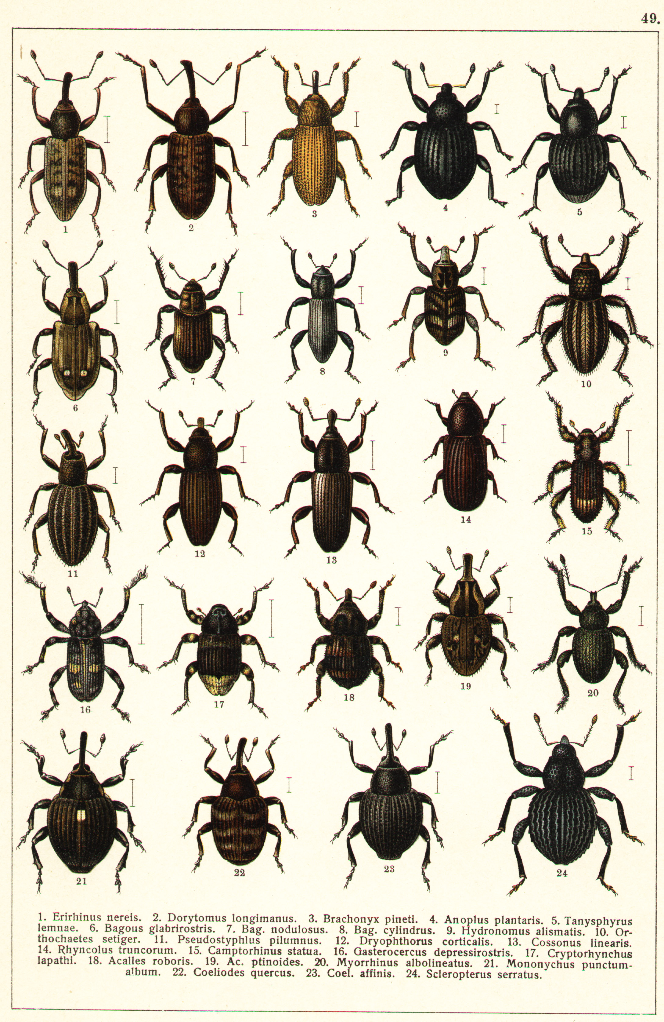 Les coléoptères - Planche de Gueorgui Jacobson n° 49