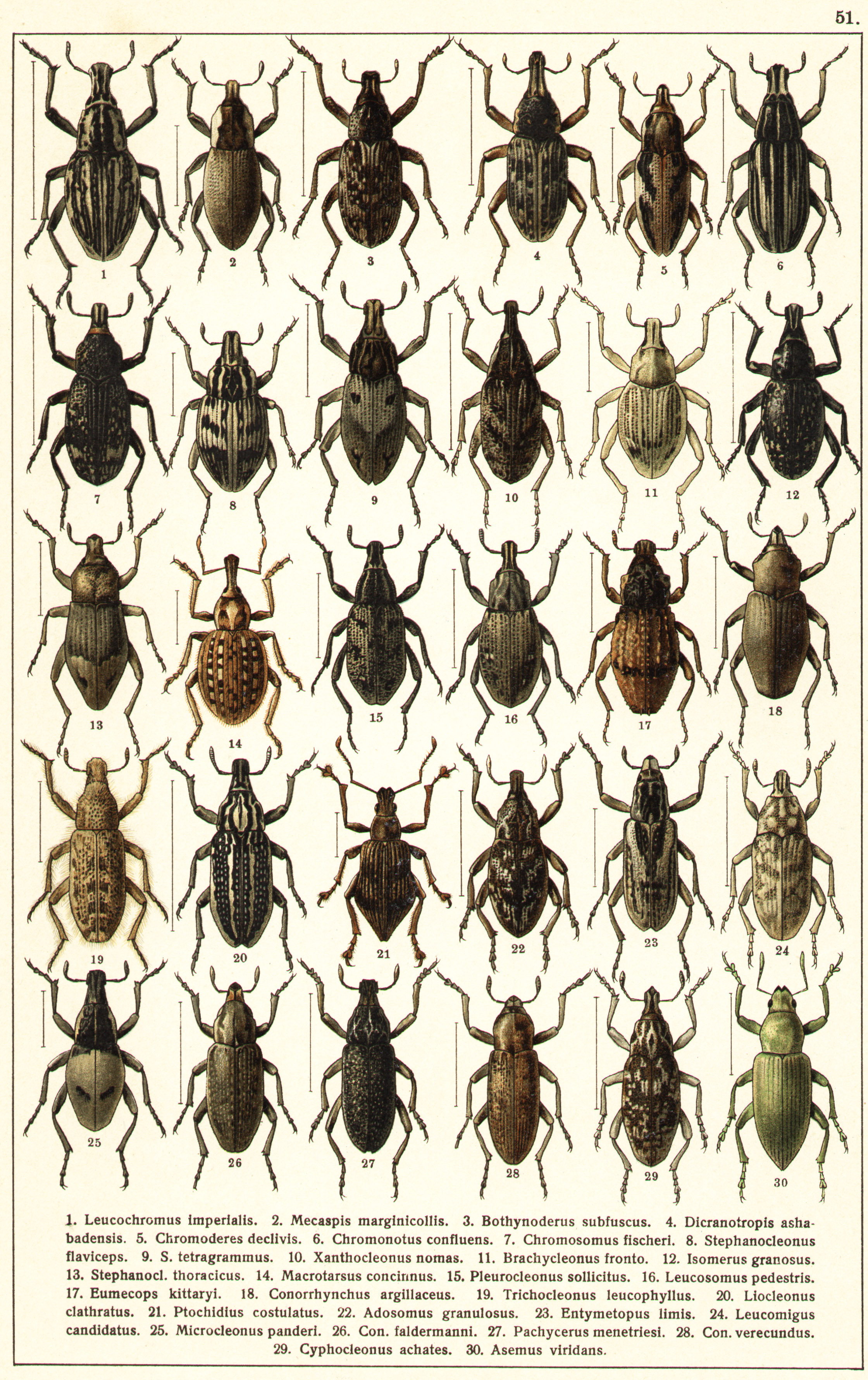 Les coléoptères - Planche de Gueorgui Jacobson n° 51