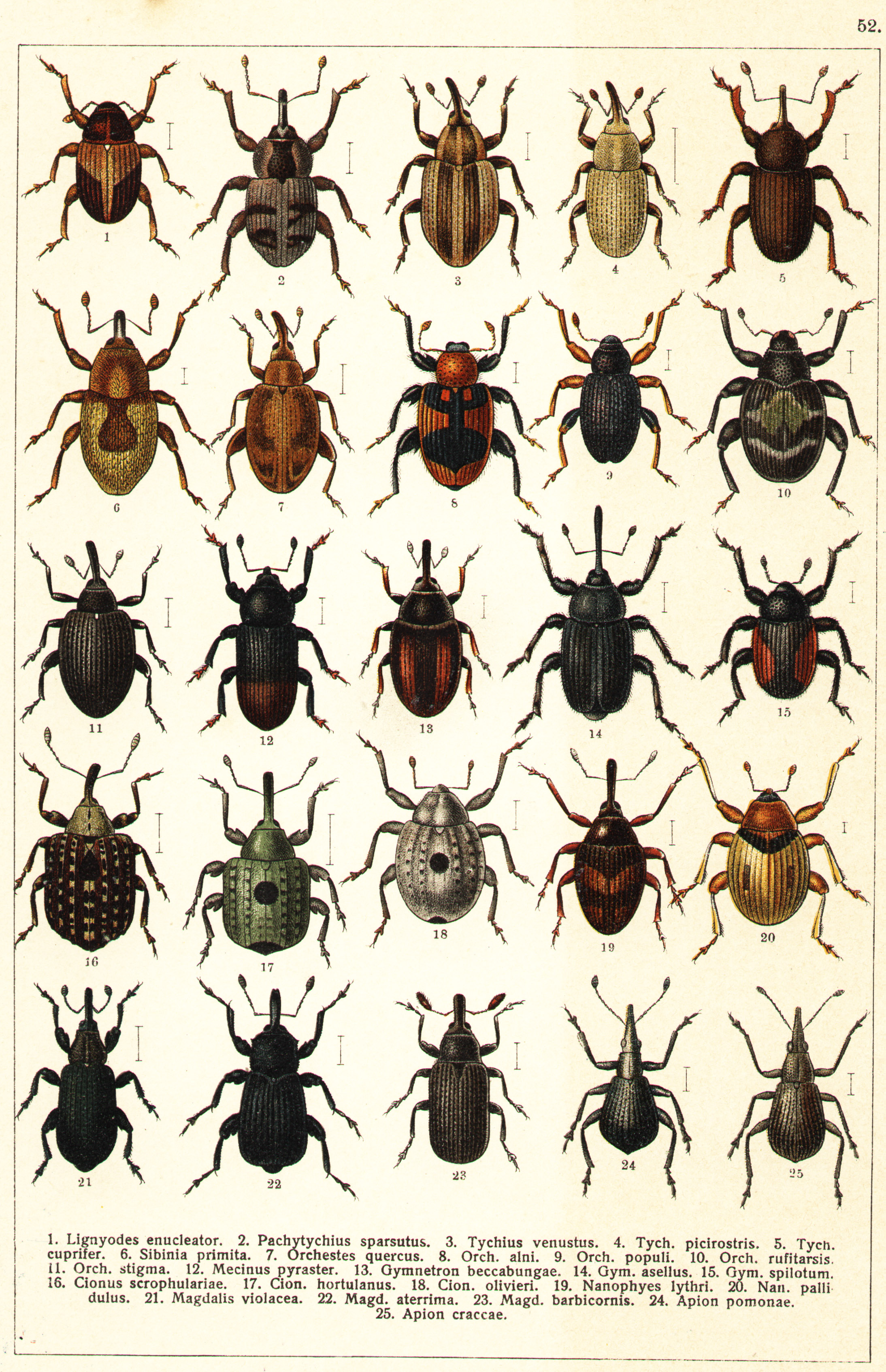 Les coléoptères - Planche de Gueorgui Jacobson n° 52