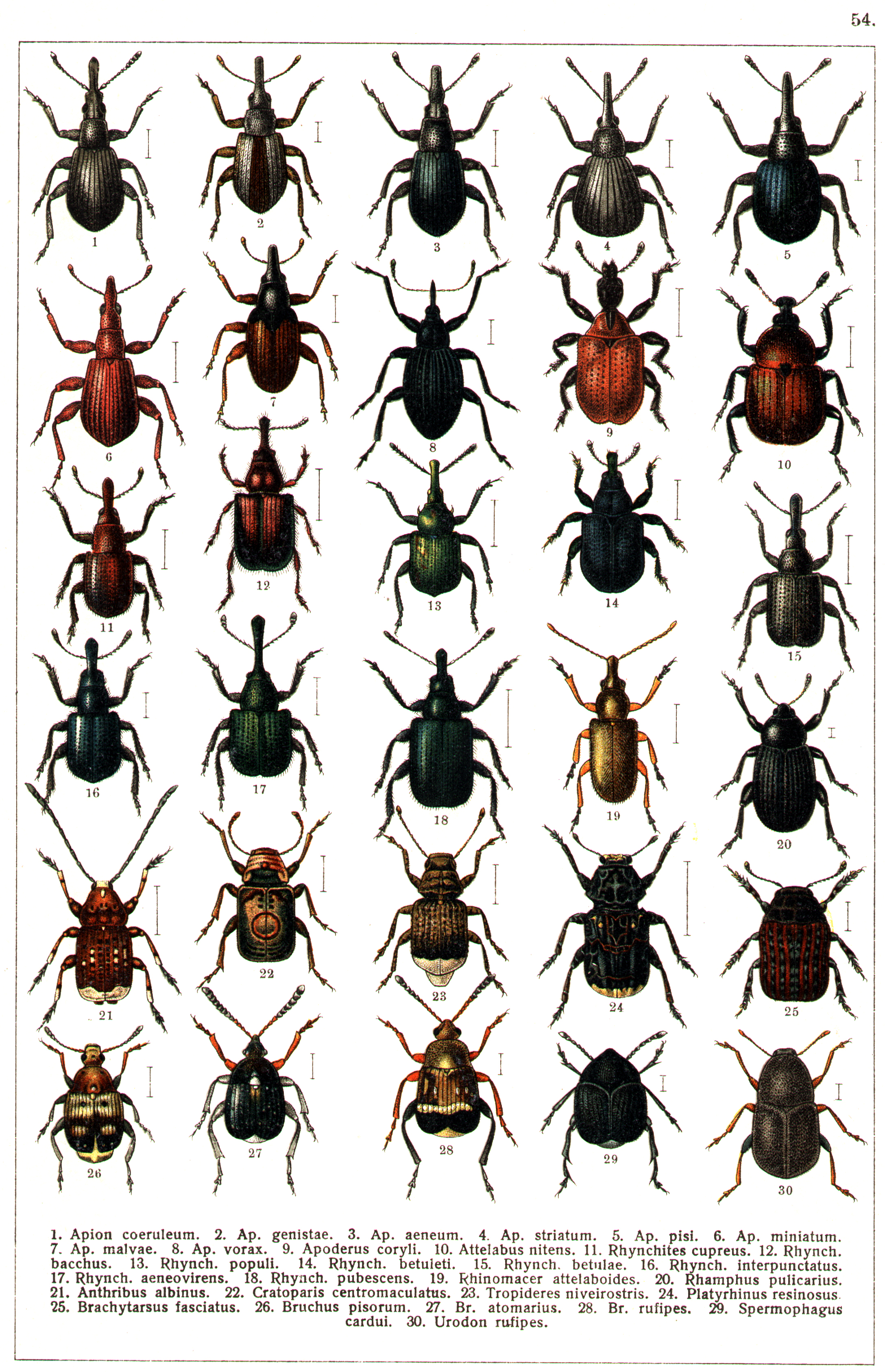 Les coléoptères - Planche de Gueorgui Jacobson n° 54