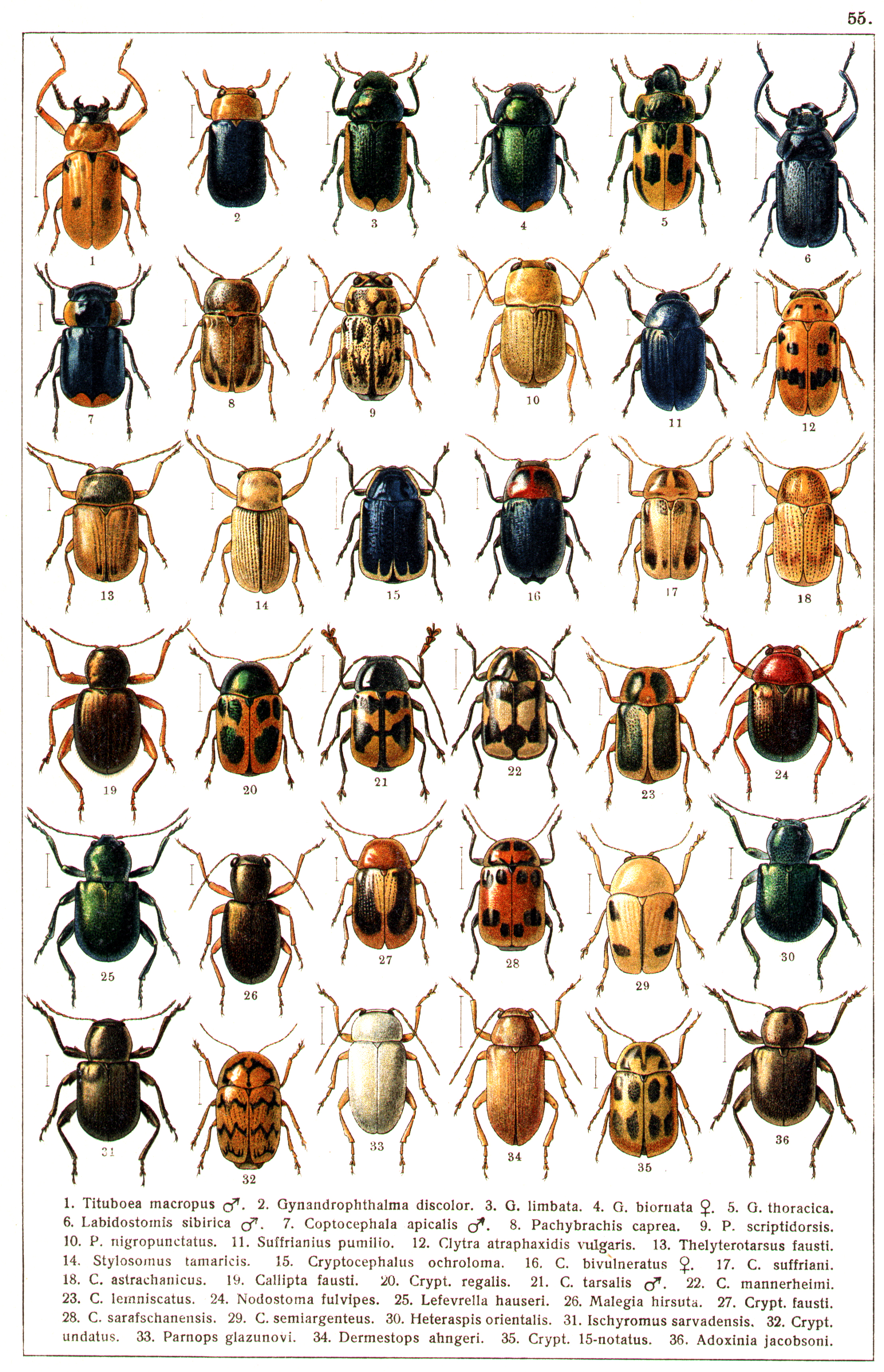Les coléoptères - Planche de Gueorgui Jacobson n° 55
