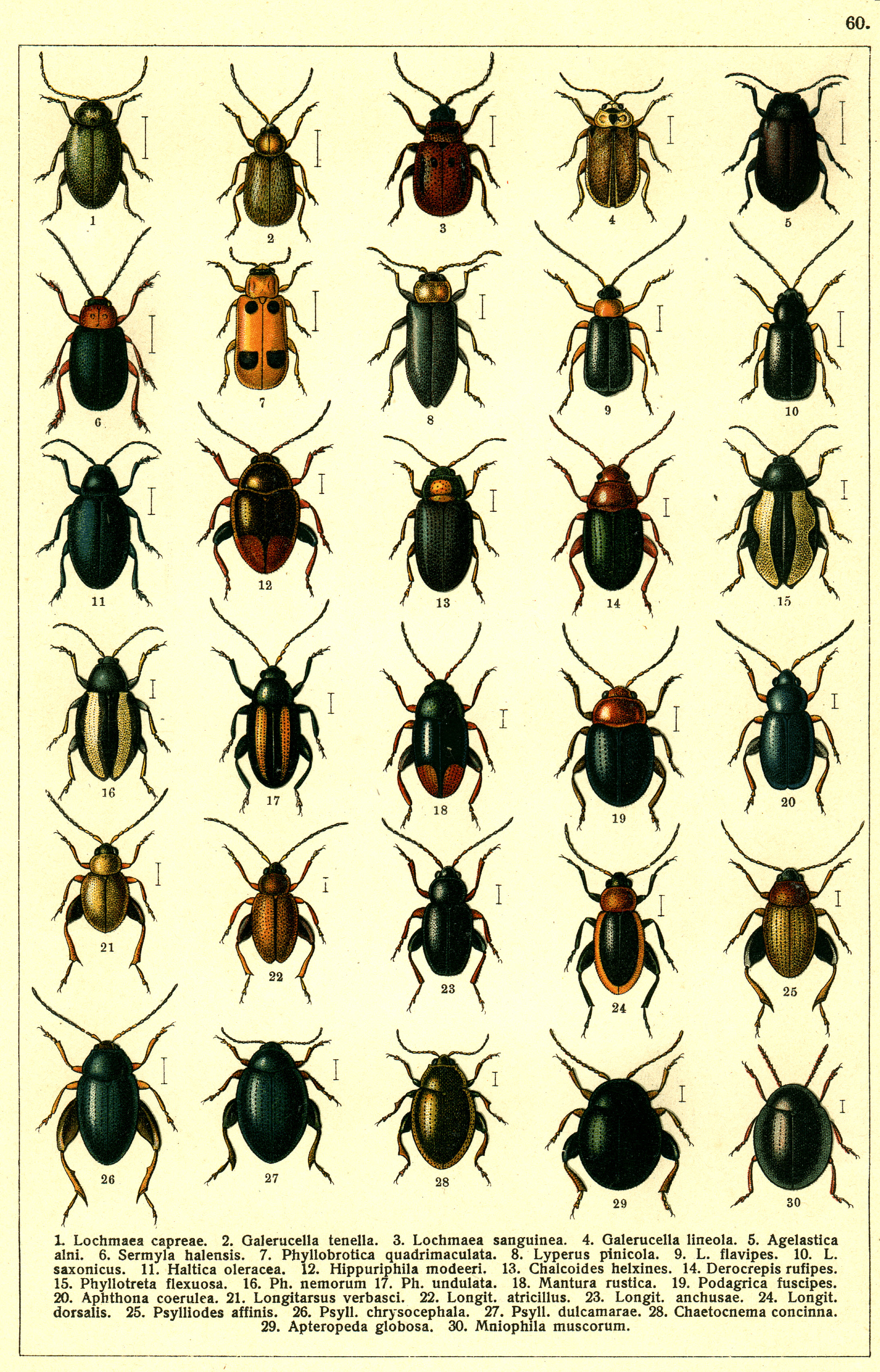 Les coléoptères - Planche de Gueorgui Jacobson n° 60