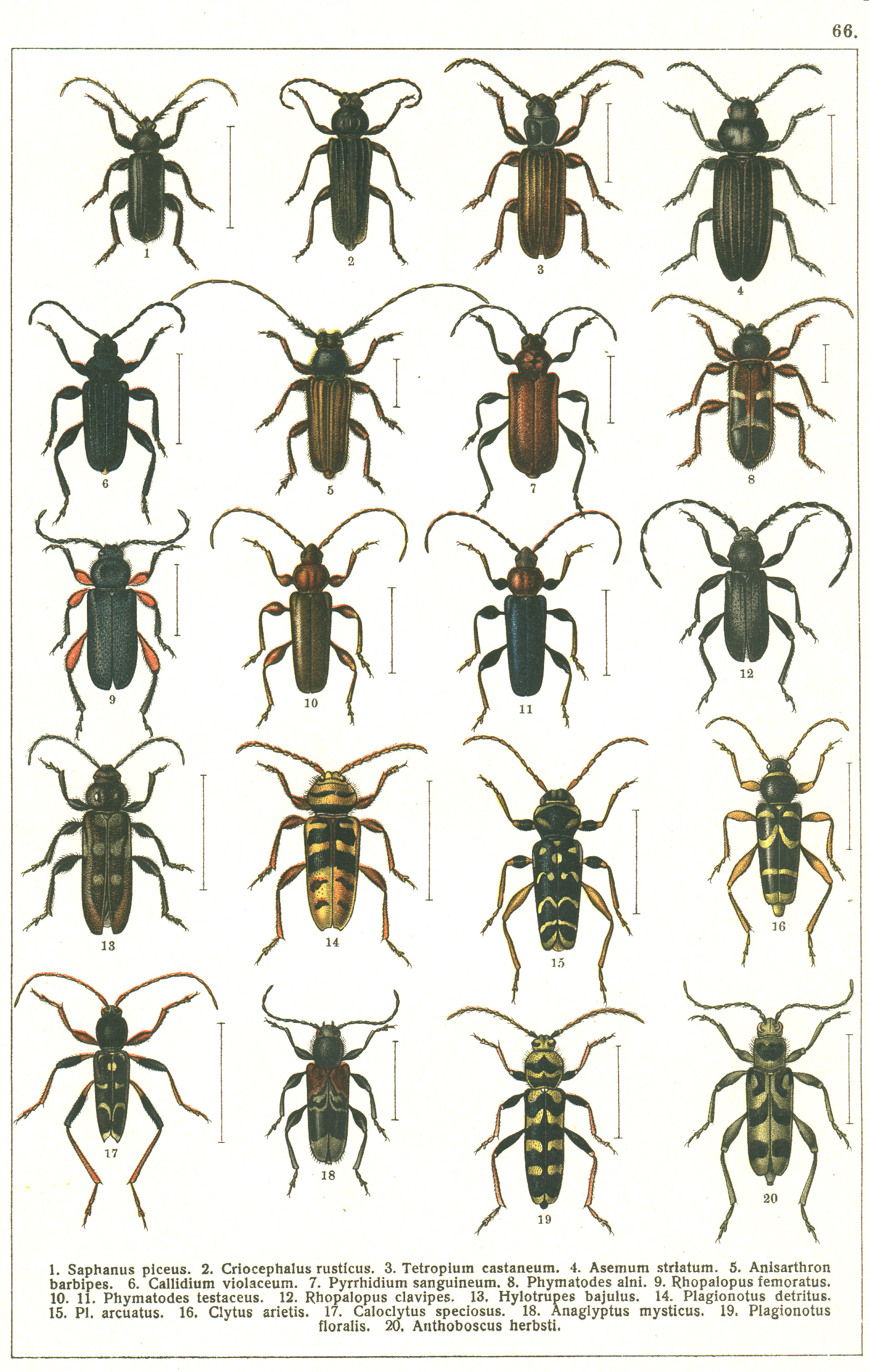 Les coléoptères - Planche de Gueorgui Jacobson n° 66