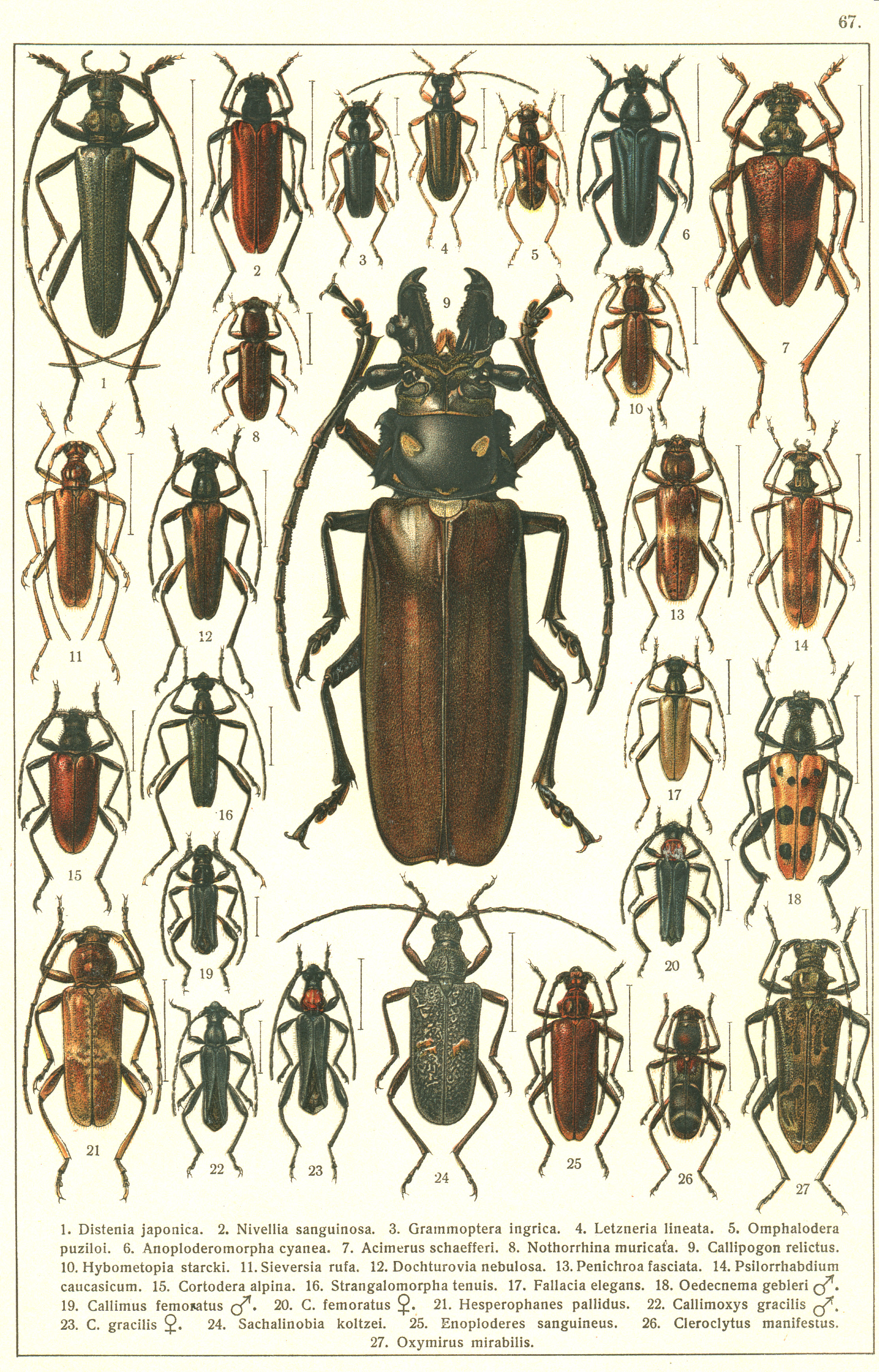 Les coléoptères - Planche de Gueorgui Jacobson n° 67