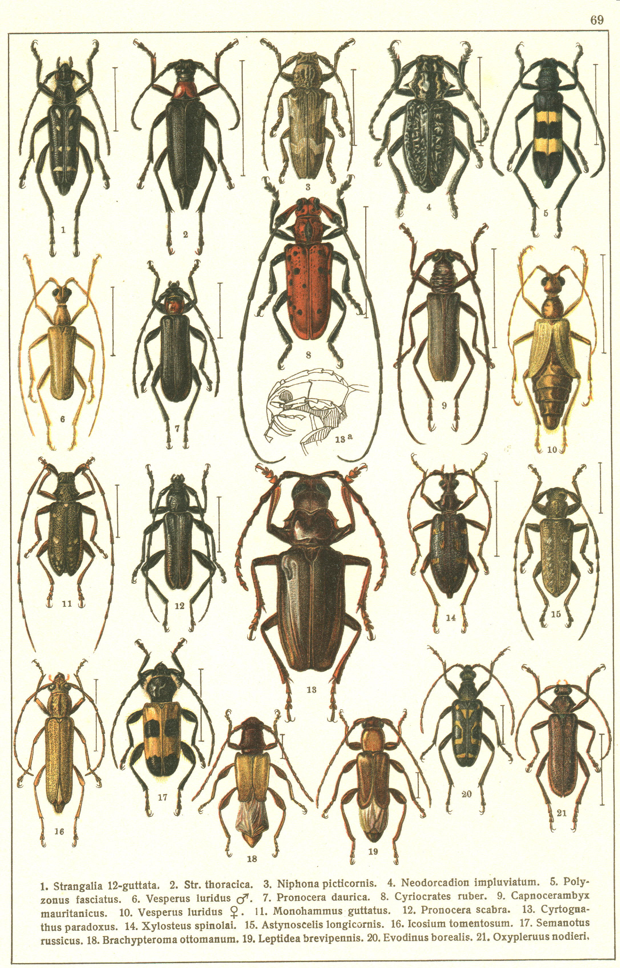 Les coléoptères - Planche de Gueorgui Jacobson n° 69