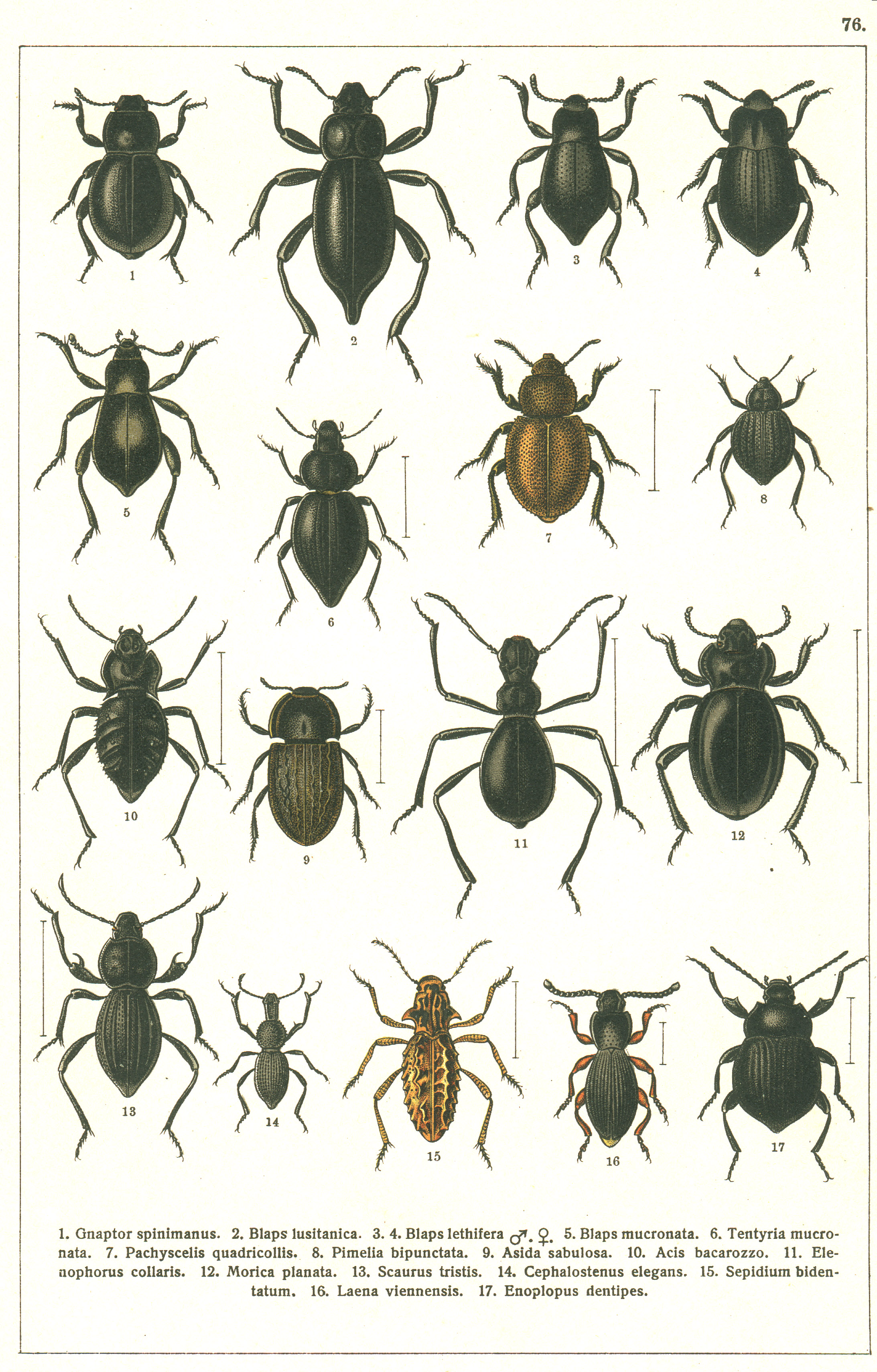 Les coléoptères - Planche de Gueorgui Jacobson n° 76