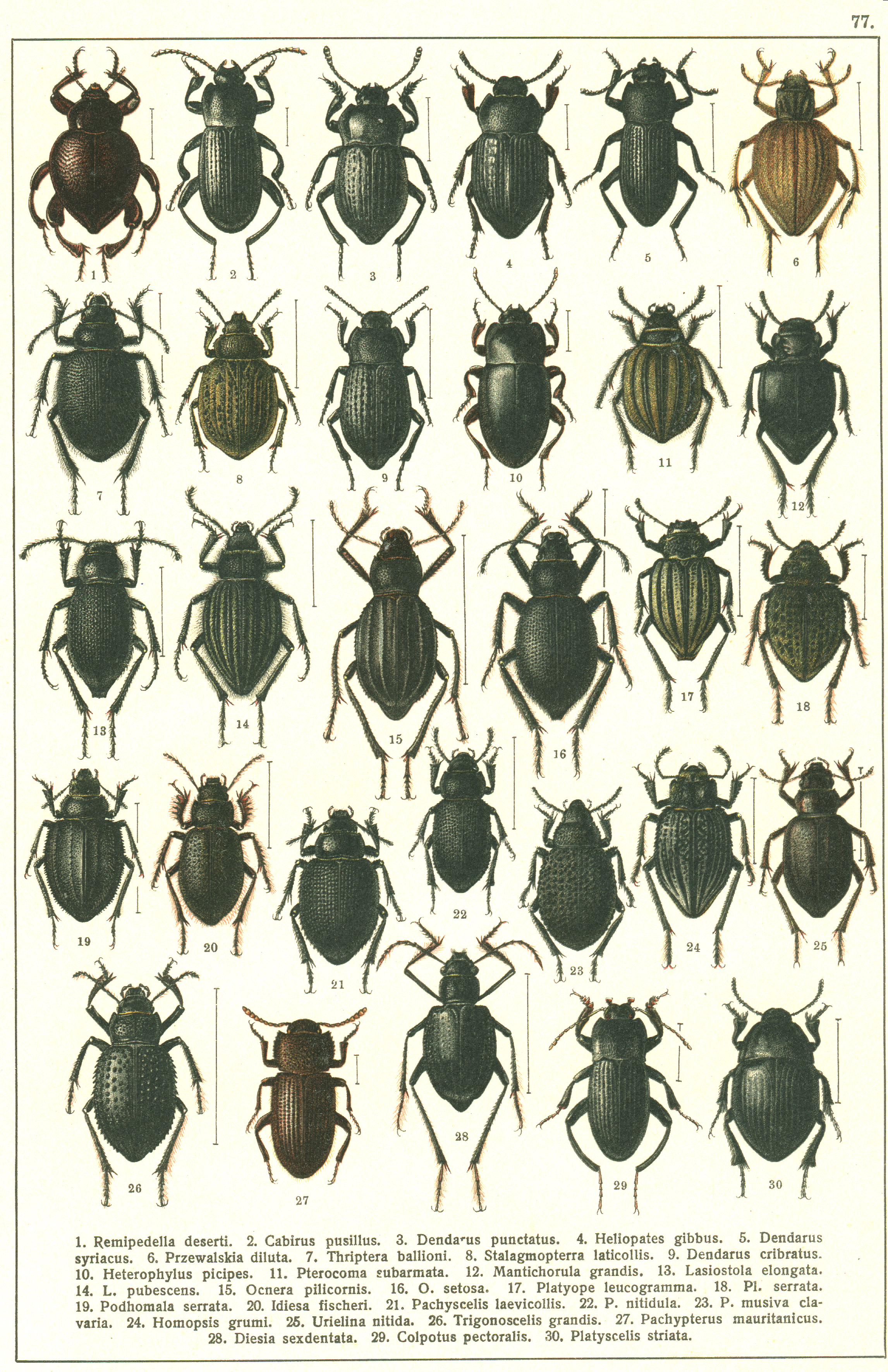 Les coléoptères - Planche de Gueorgui Jacobson n° 77