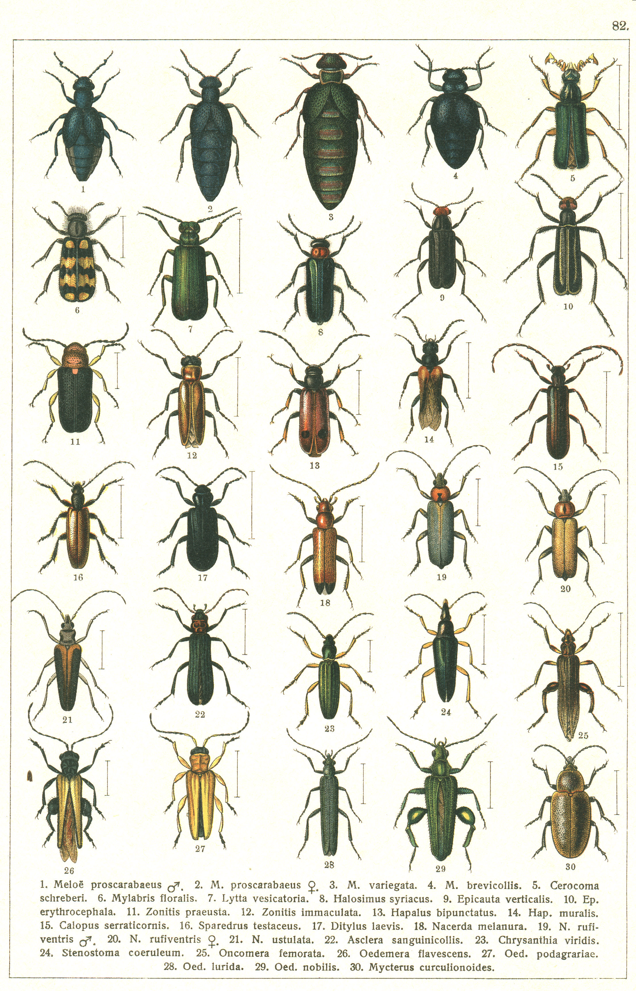 Les coléoptères - Planche de Gueorgui Jacobson n° 82