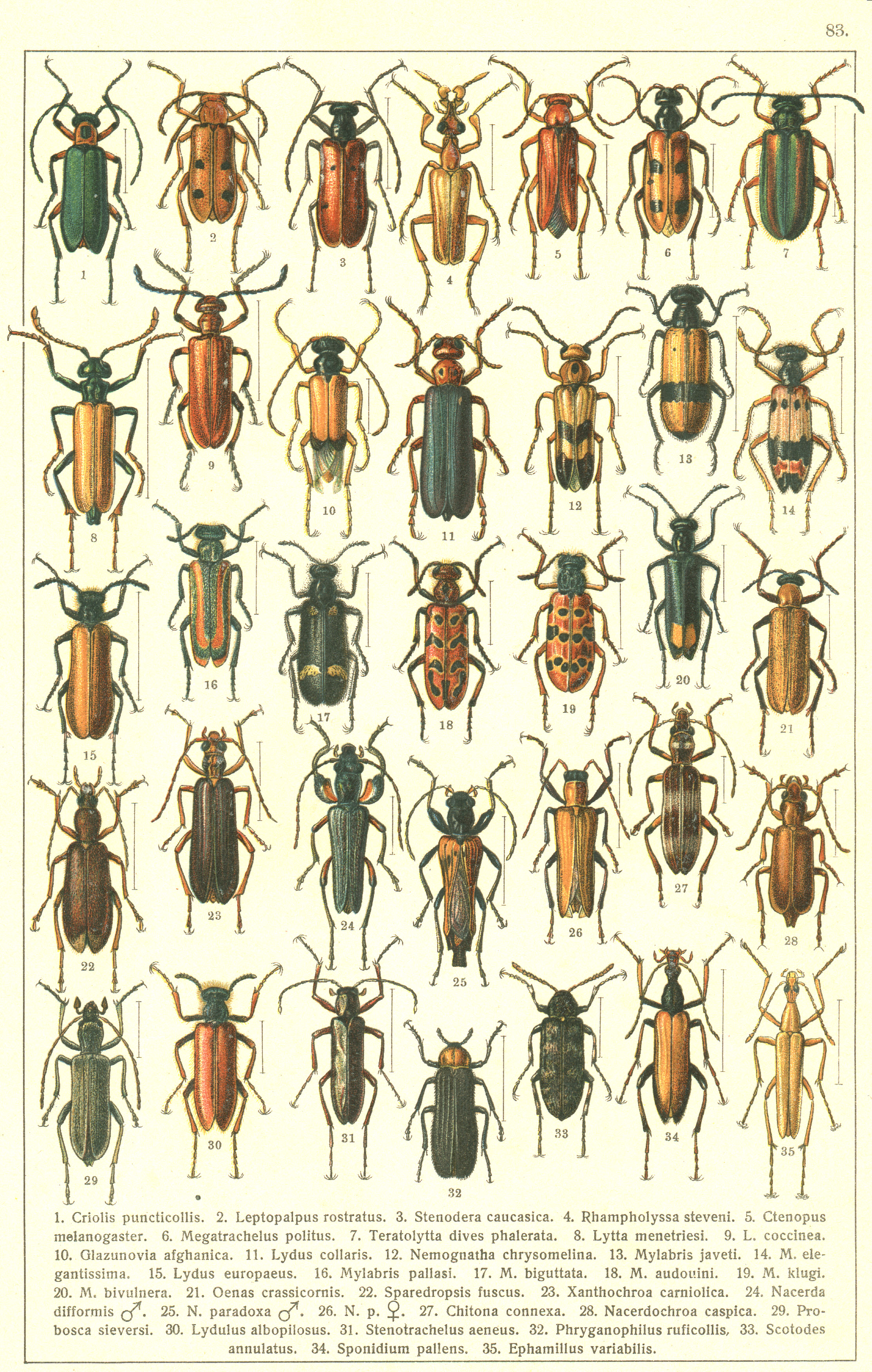 Les coléoptères - Planche de Gueorgui Jacobson n° 83
