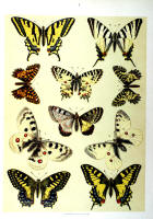 Papillons - Planche d'Arnold Spuler n° 1. Cliquer pour ouvrir la page.