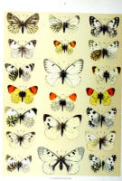 Papillons - Planche d'Arnold Spuler n° 2. Cliquer pour ouvrir la page.