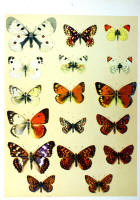 Papillons - Planche d'Arnold Spuler n° 4. Cliquer pour ouvrir la page.