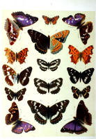 Papillons - Planche d'Arnold Spuler n° 5. Cliquer pour ouvrir la page.