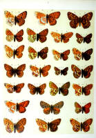Papillons - Planche d'Arnold Spuler n° 7. Cliquer pour ouvrir la page.