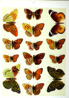 Papillons - Planche d'Arnold Spuler n° 8. Cliquer pour ouvrir la page.