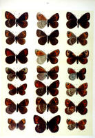 Papillons - Planche d'Arnold Spuler n° 10. Cliquer pour ouvrir la page.