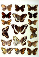 Papillons - Planche d'Arnold Spuler n° 11. Cliquer pour ouvrir la page.
