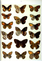 Papillons - Planche d'Arnold Spuler n° 12. Cliquer pour ouvrir la page.