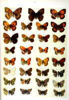 Papillons - Planche d'Arnold Spuler n° 13. Cliquer pour ouvrir la page.