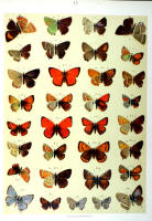 Papillons - Planche d'Arnold Spuler n° 15. Cliquer pour ouvrir la page.