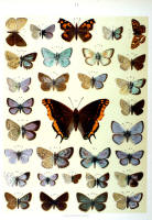 Papillons - Planche d'Arnold Spuler n° 17. Cliquer pour ouvrir la page.