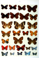 Papillons - Planche d'Arnold Spuler n° 17b. Cliquer pour ouvrir la page.