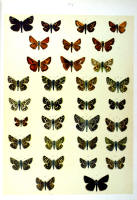 Papillons - Planche d'Arnold Spuler n° 17c. Cliquer pour ouvrir la page.