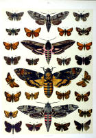Papillons - Planche d'Arnold Spuler n° 18. Cliquer pour ouvrir la page.