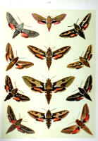 Papillons - Planche d'Arnold Spuler n° 19. Cliquer pour ouvrir la page.