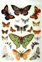 Papillons - Planche d'Arnold Spuler n° 21. Cliquer pour ouvrir la page.