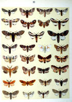 Papillons - Planche d'Arnold Spuler n° 22. Cliquer pour ouvrir la page.