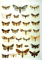 Papillons - Planche d'Arnold Spuler n° 23. Cliquer pour ouvrir la page.