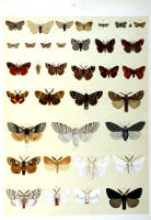 Papillons - Planche d'Arnold Spuler n° 25. Cliquer pour ouvrir la page.