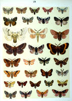 Papillons - Planche d'Arnold Spuler n° 26. Cliquer pour ouvrir la page.