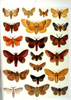 Papillons - Planche d'Arnold Spuler n° 27. Cliquer pour ouvrir la page.