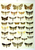 Papillons - Planche d'Arnold Spuler n° 28. Cliquer pour ouvrir la page.
