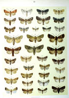 Papillons - Planche d'Arnold Spuler n° 29. Cliquer pour ouvrir la page.