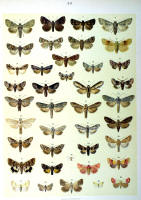 Papillons - Planche d'Arnold Spuler n° 30. Cliquer pour ouvrir la page.