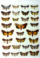 Papillons - Planche d'Arnold Spuler n° 32. Cliquer pour ouvrir la page.