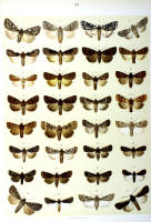 Papillons - Planche d'Arnold Spuler n° 33. Cliquer pour ouvrir la page.