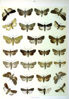 Papillons - Planche d'Arnold Spuler n° 34. Cliquer pour ouvrir la page.