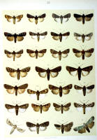 Papillons - Planche d'Arnold Spuler n° 35. Cliquer pour ouvrir la page.