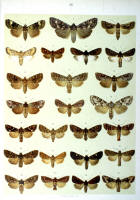 Papillons - Planche d'Arnold Spuler n° 36. Cliquer pour ouvrir la page.
