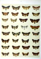 Papillons - Planche d'Arnold Spuler n° 37. Cliquer pour ouvrir la page.