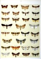 Papillons - Planche d'Arnold Spuler n° 38. Cliquer pour ouvrir la page.