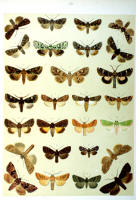 Papillons - Planche d'Arnold Spuler n° 39. Cliquer pour ouvrir la page.
