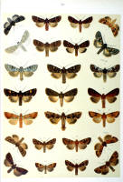 Papillons - Planche d'Arnold Spuler n° 40. Cliquer pour ouvrir la page.