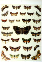 Papillons - Planche d'Arnold Spuler n° 41. Cliquer pour ouvrir la page.
